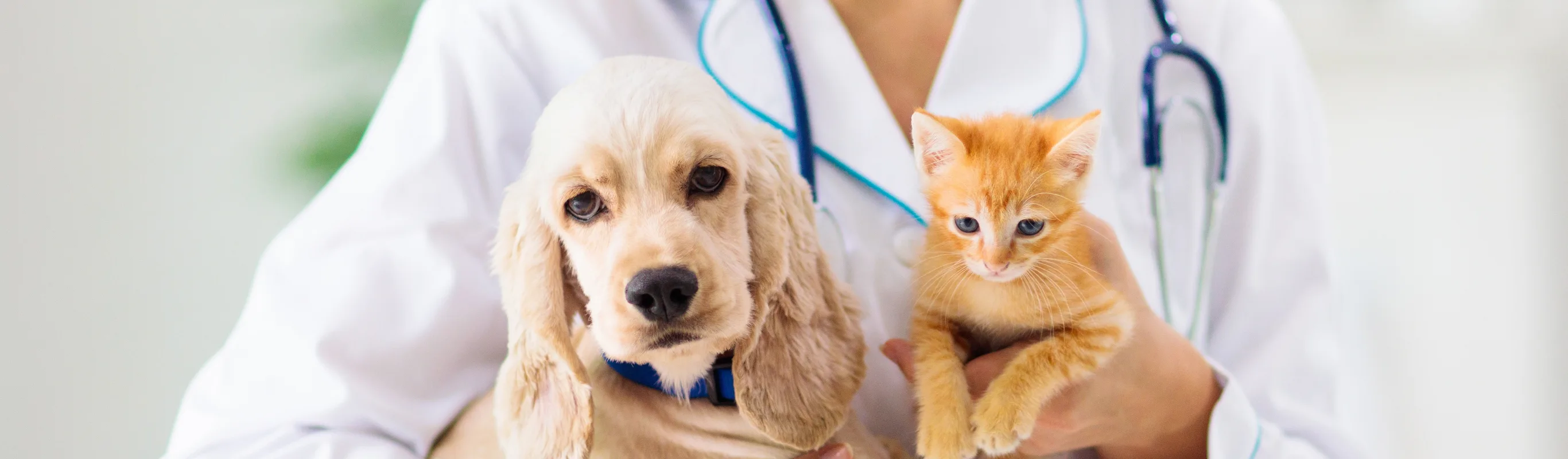 Doctor holding dog and cat